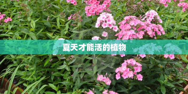 夏天才能活的植物
