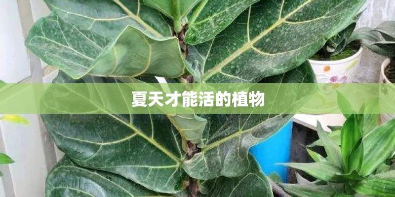 夏天才能活的植物