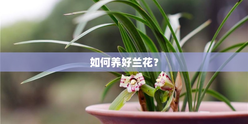 如何养好兰花？