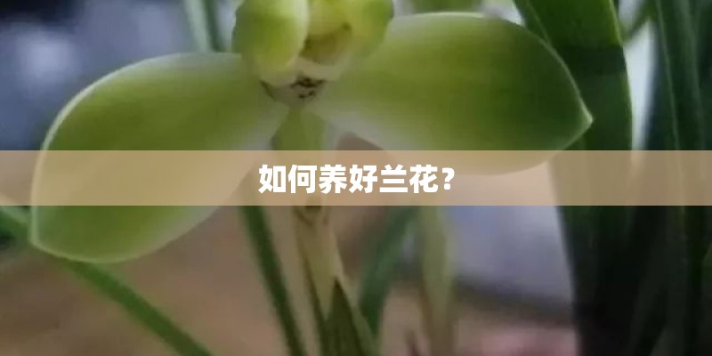 如何养好兰花？
