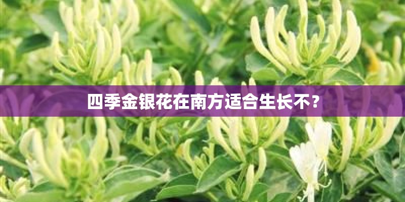 四季金银花在南方适合生长不？