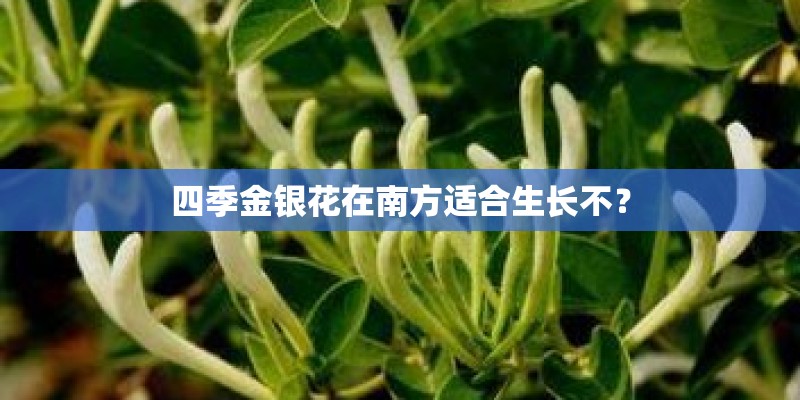 四季金银花在南方适合生长不？