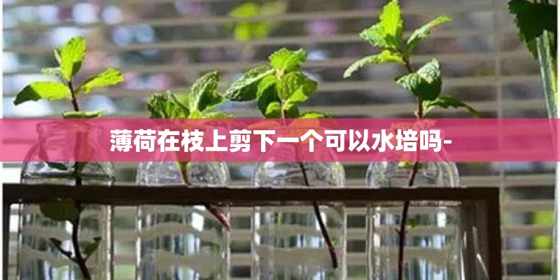 薄荷在枝上剪下一个可以水培吗-
