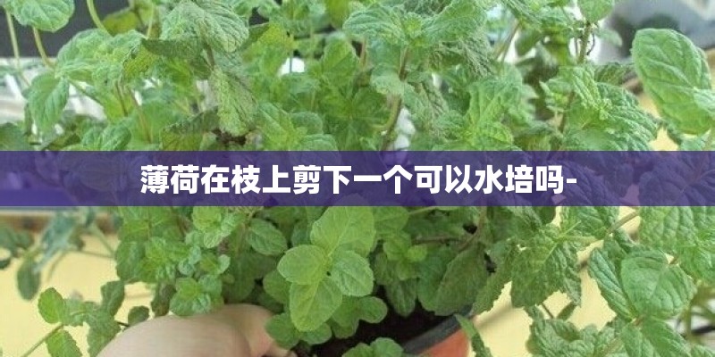 薄荷在枝上剪下一个可以水培吗-
