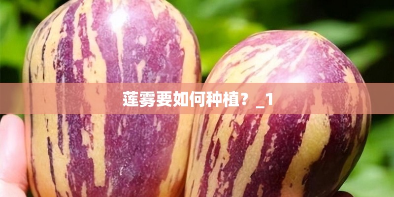 莲雾要如何种植？_1