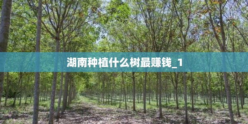 湖南种植什么树最赚钱_1
