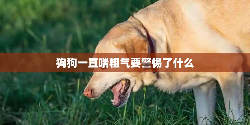狗狗一直喘粗气要警惕了什么