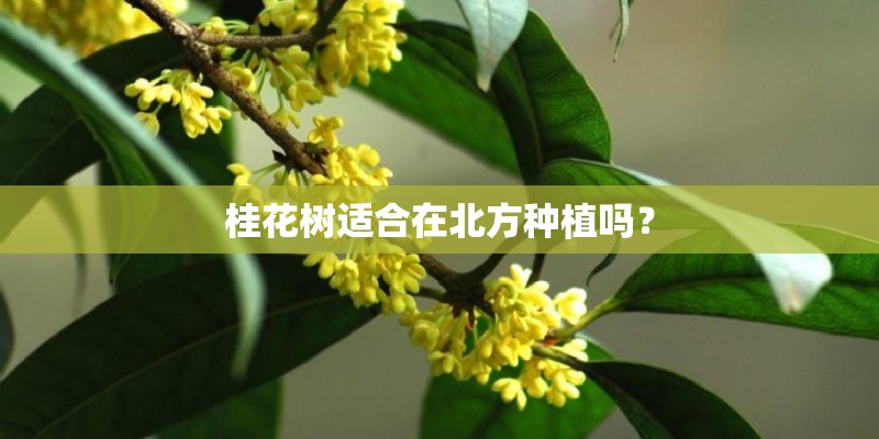 桂花树适合在北方种植吗？
