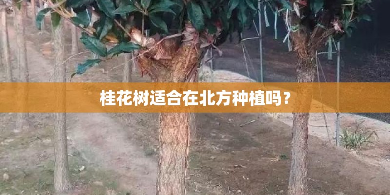 桂花树适合在北方种植吗？