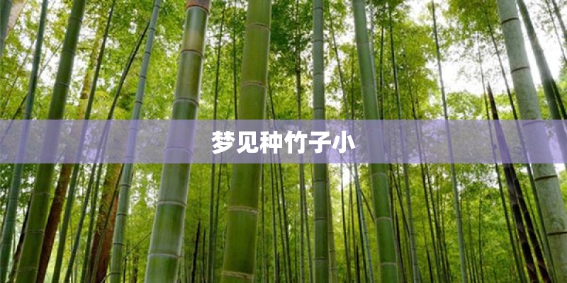 梦见种竹子小