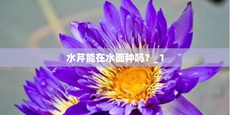 水芹能在水面种吗？_1