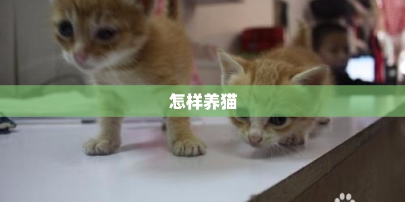 怎样养猫