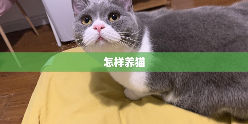 怎样养猫