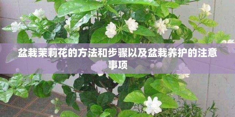 盆栽茉莉花的方法和步骤以及盆栽养护的注意事项