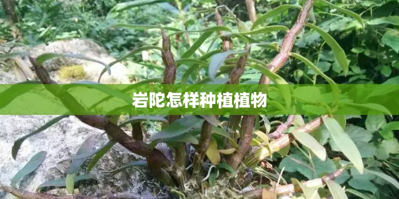岩陀怎样种植植物