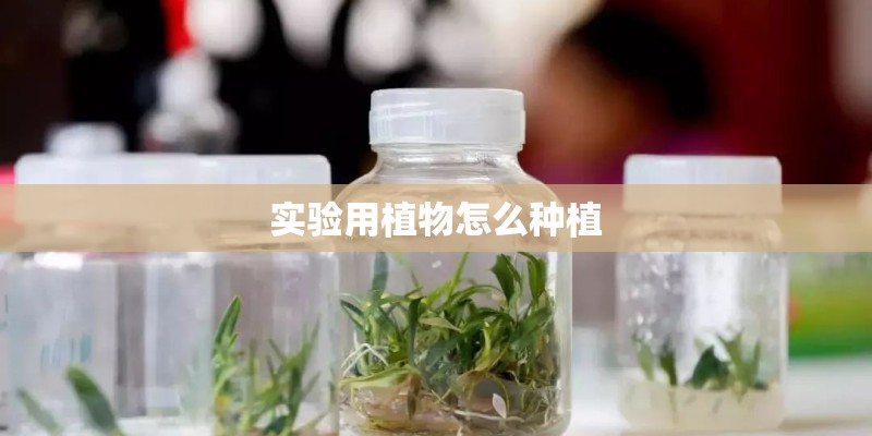 实验用植物怎么种植