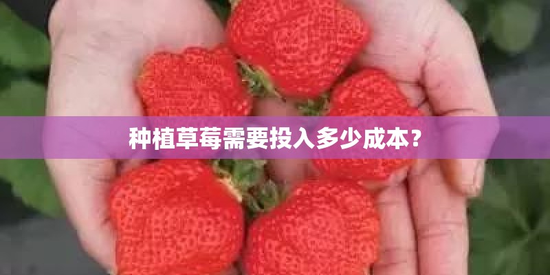 种植草莓需要投入多少成本？