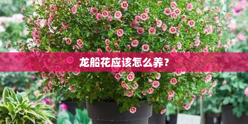 龙船花应该怎么养？