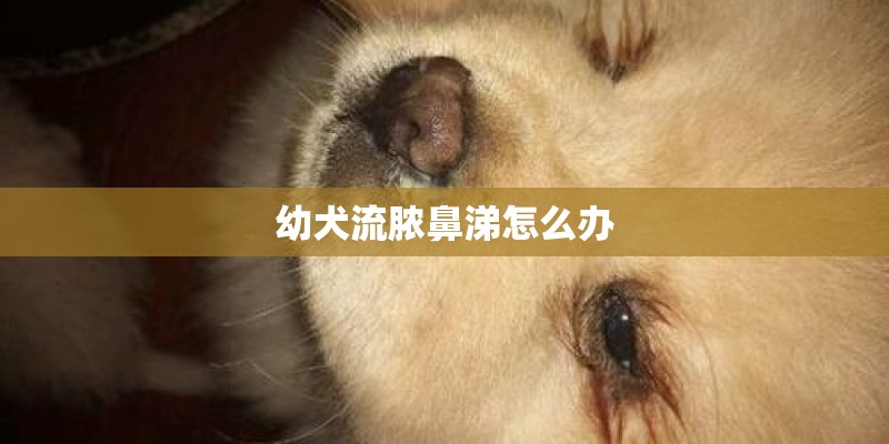 幼犬流脓鼻涕怎么办