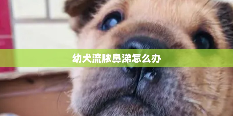 幼犬流脓鼻涕怎么办