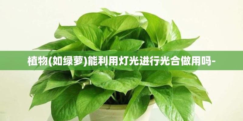 植物(如绿萝)能利用灯光进行光合做用吗-