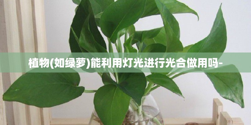 植物(如绿萝)能利用灯光进行光合做用吗-