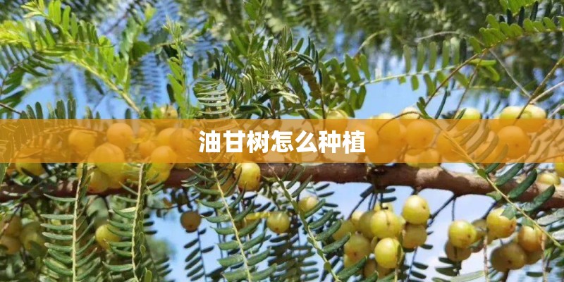 油甘树怎么种植