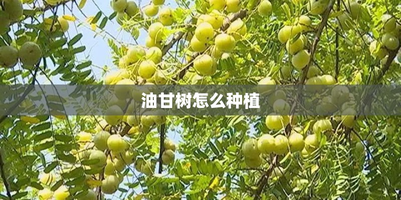 油甘树怎么种植