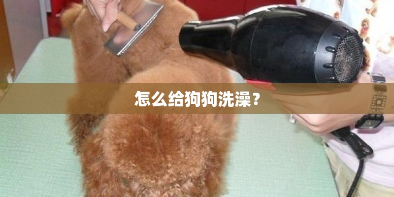 怎么给狗狗洗澡？