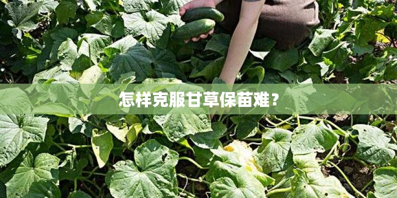 怎样克服甘草保苗难？