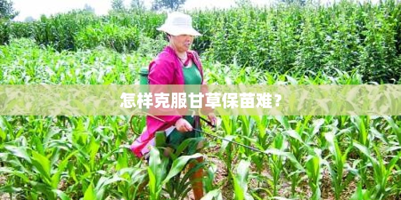 怎样克服甘草保苗难？