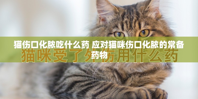 猫伤口化脓吃什么药 应对猫咪伤口化脓的常备药物
