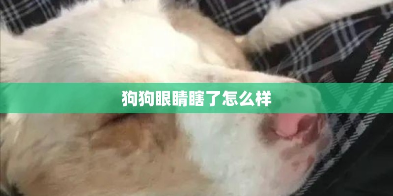 狗狗眼睛瞎了怎么样