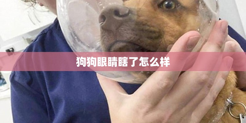 狗狗眼睛瞎了怎么样