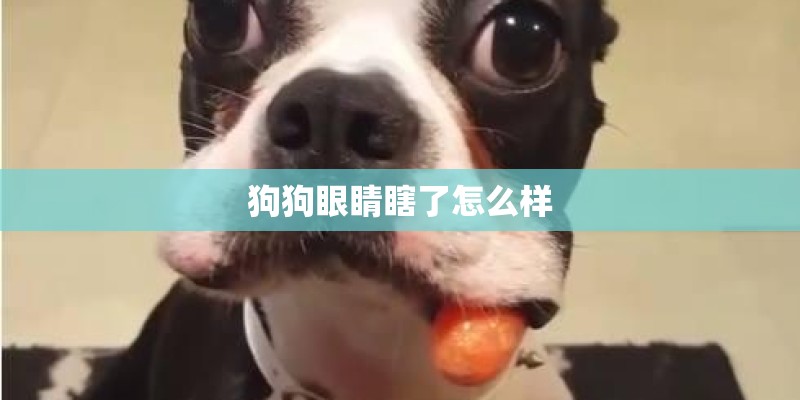 狗狗眼睛瞎了怎么样