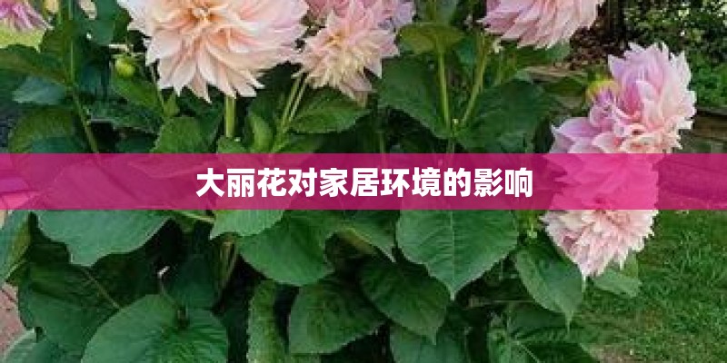大丽花对家居环境的影响