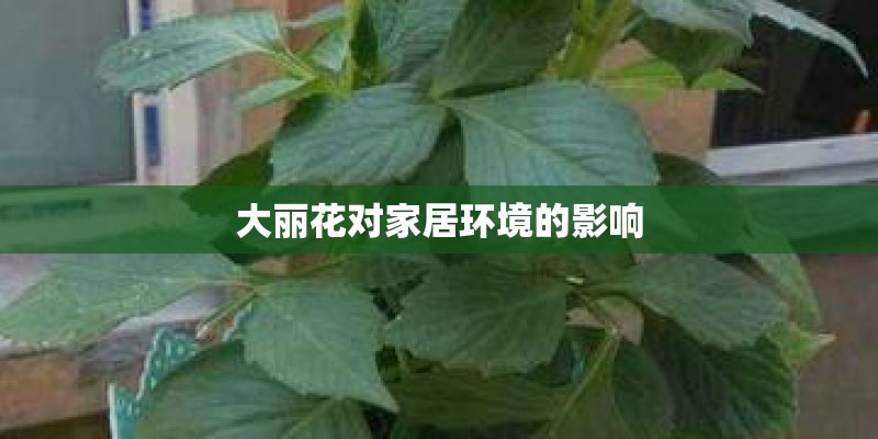 大丽花对家居环境的影响