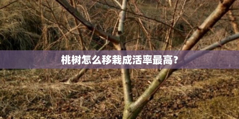 桃树怎么移栽成活率最高？