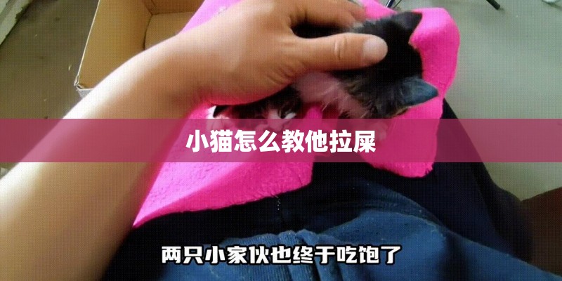 小猫怎么教他拉屎