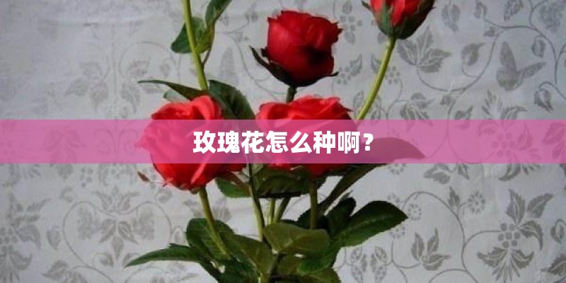 玫瑰花怎么种啊？