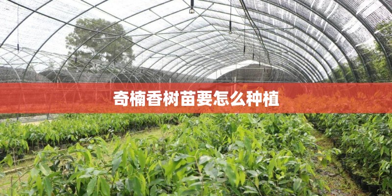 奇楠香树苗要怎么种植