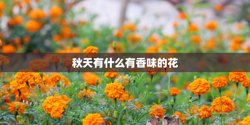 秋天有什么有香味的花