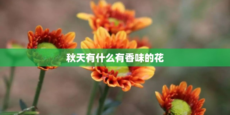 秋天有什么有香味的花