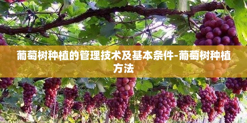 葡萄树种植的管理技术及基本条件-葡萄树种植方法