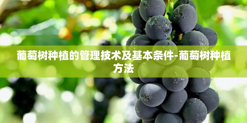 葡萄树种植的管理技术及基本条件-葡萄树种植方法