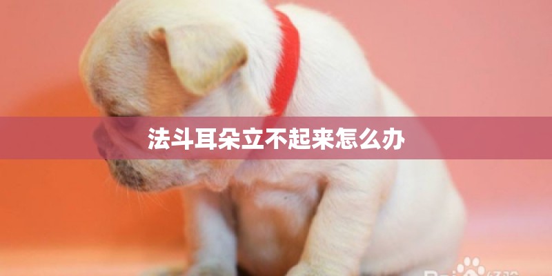 法斗耳朵立不起来怎么办