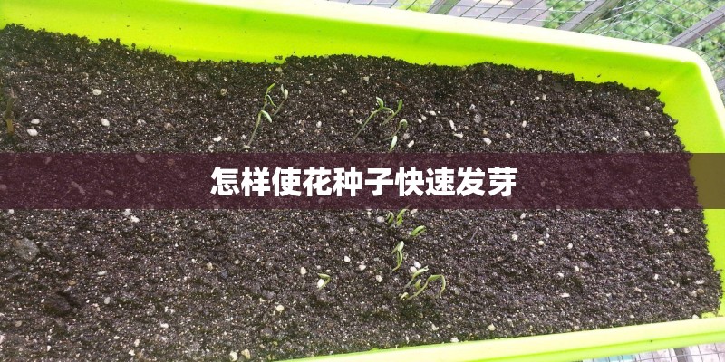 怎样使花种子快速发芽