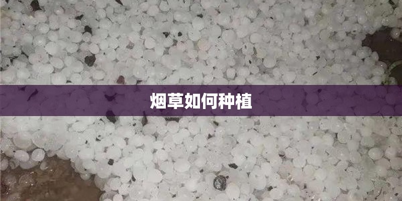 烟草如何种植