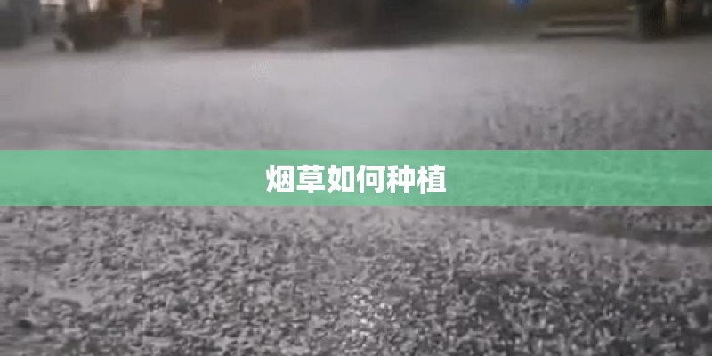 烟草如何种植