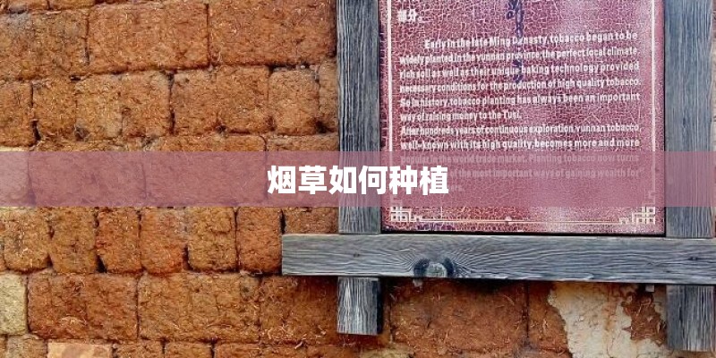 烟草如何种植